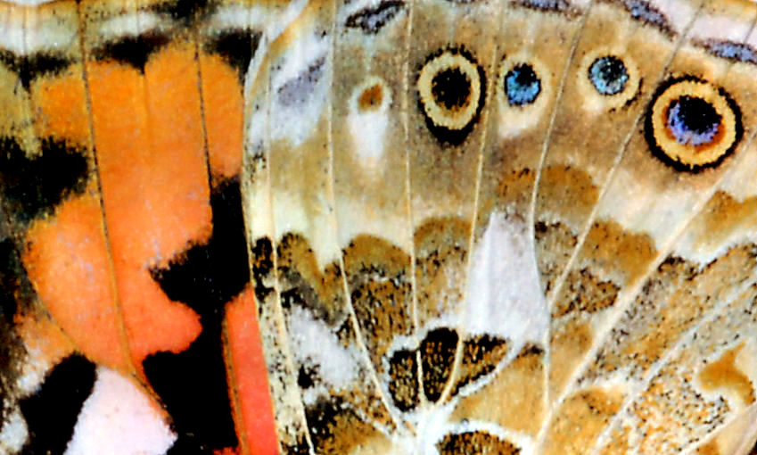 Vanessa cardui sulle lantane